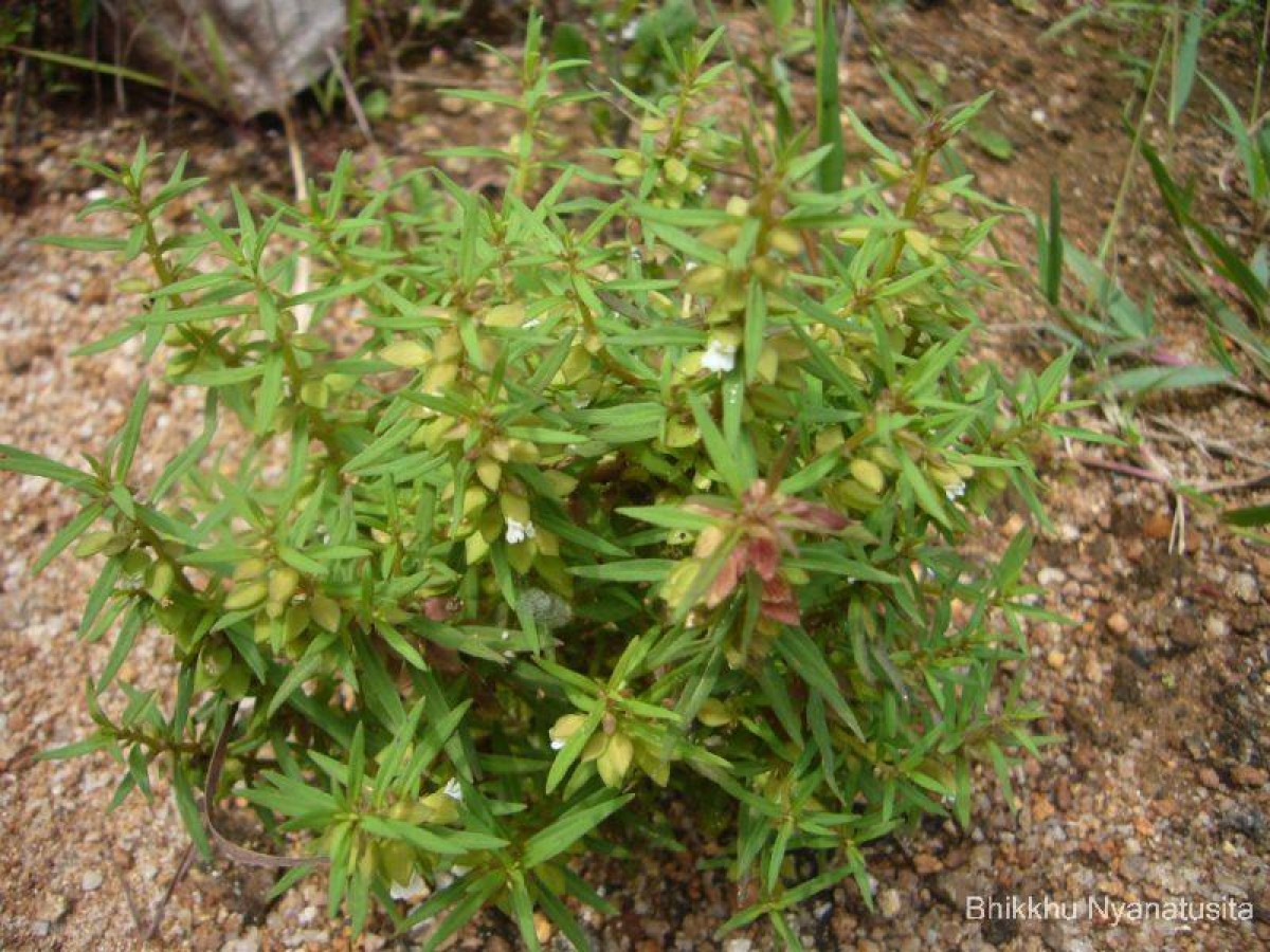 Bacopa floribunda (R.Br.) Wettst.